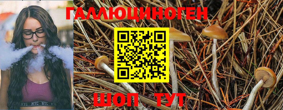 Галлюциногенные грибы Psilocybe Мытищи